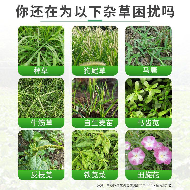 玉米地除草专用剂玉米苗后除草剂硝磺莠去津农药型不伤玉