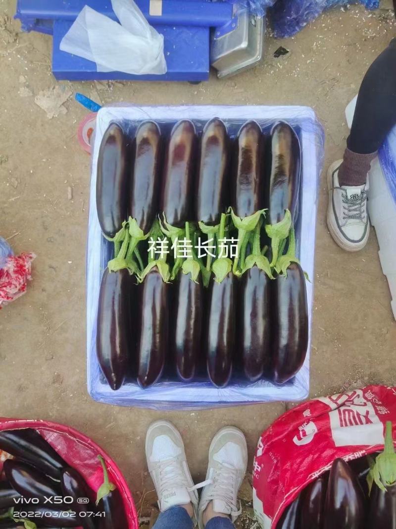 长茄（寿光市祥佳果蔬专业合作社产地直发一手货源）