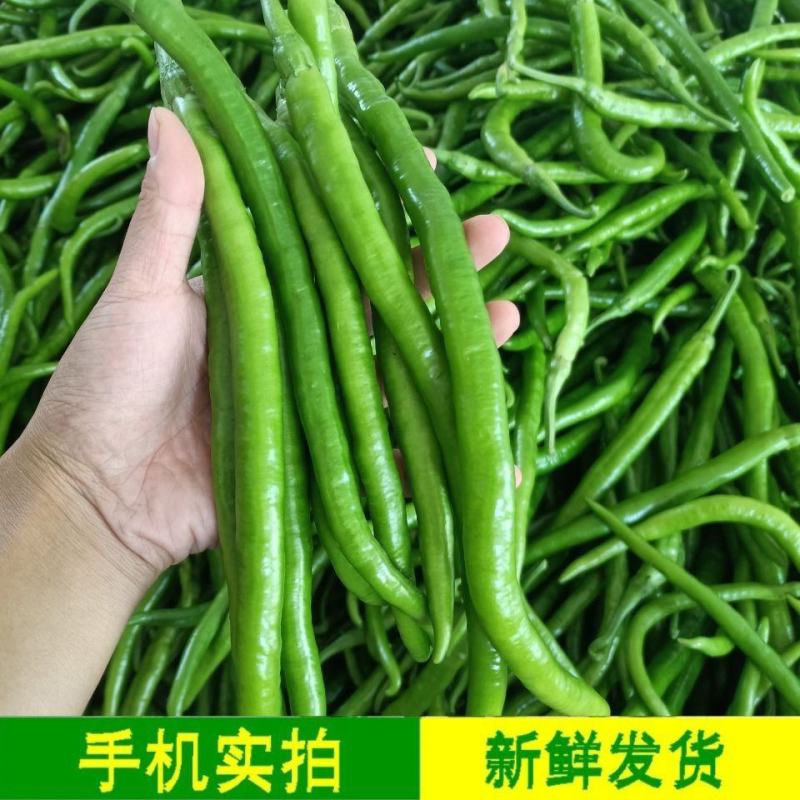 [云南线椒]8号软皮线椒各种规格对接各大市场商超电