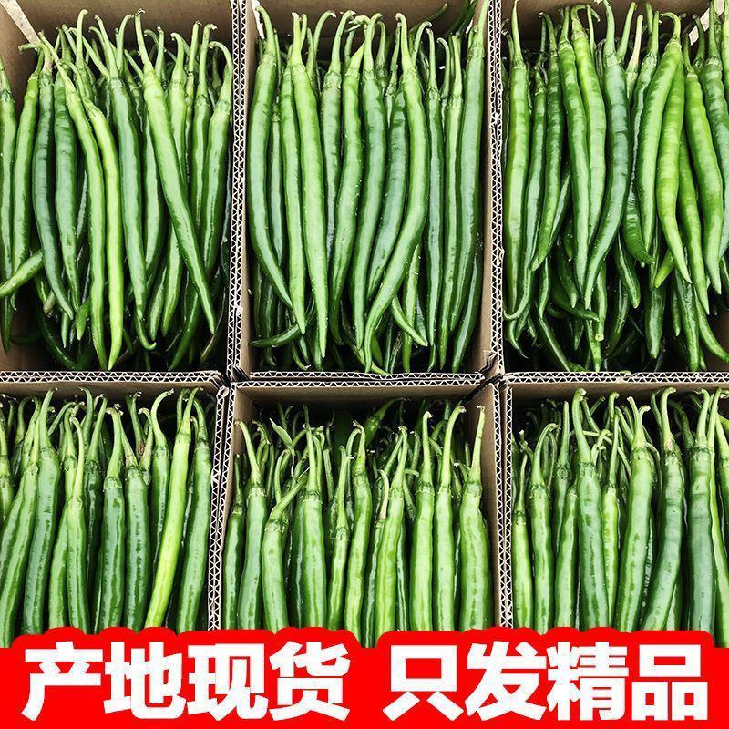 [云南线椒]8号软皮线椒各种规格对接各大市场商超电