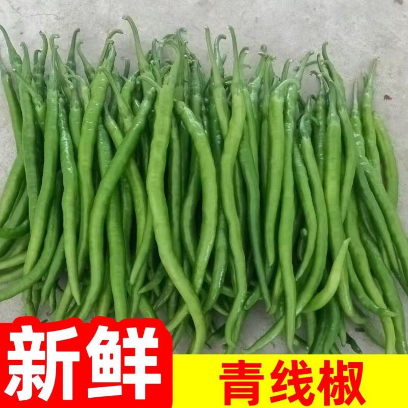 [云南线椒]8号软皮线椒各种规格对接各大市场商超电