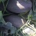 伽师瓜
