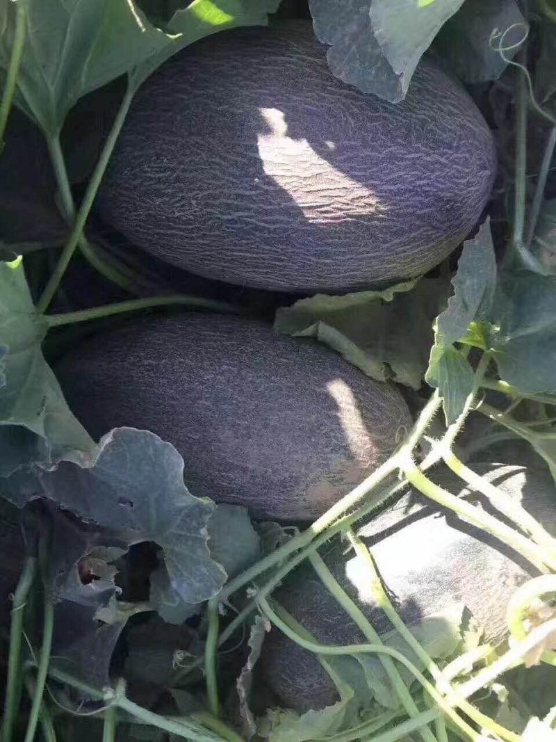 伽师瓜