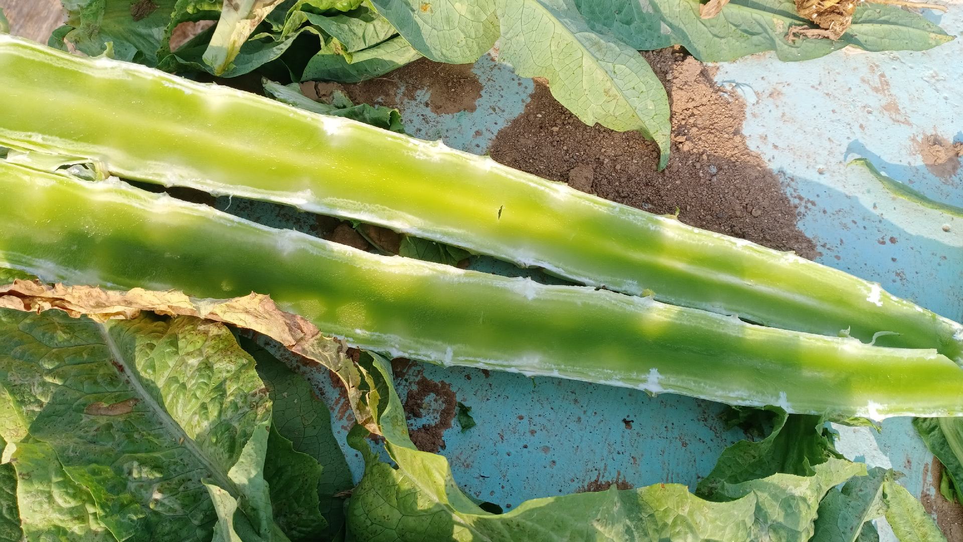 新鲜莴笋叶与老叶对比图,展示叶片颜色、质地差异 新鲜莴笋叶与老叶对比图