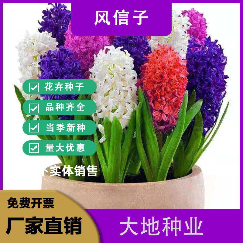 进口风信子种球水培套装室内外阳台桌面秋冬水养花卉盆栽植物