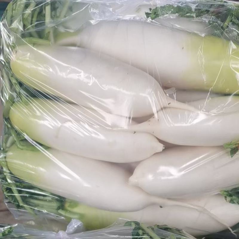 【伟东菜业】青萝卜，定西萝卜，产地直销，一手货源
