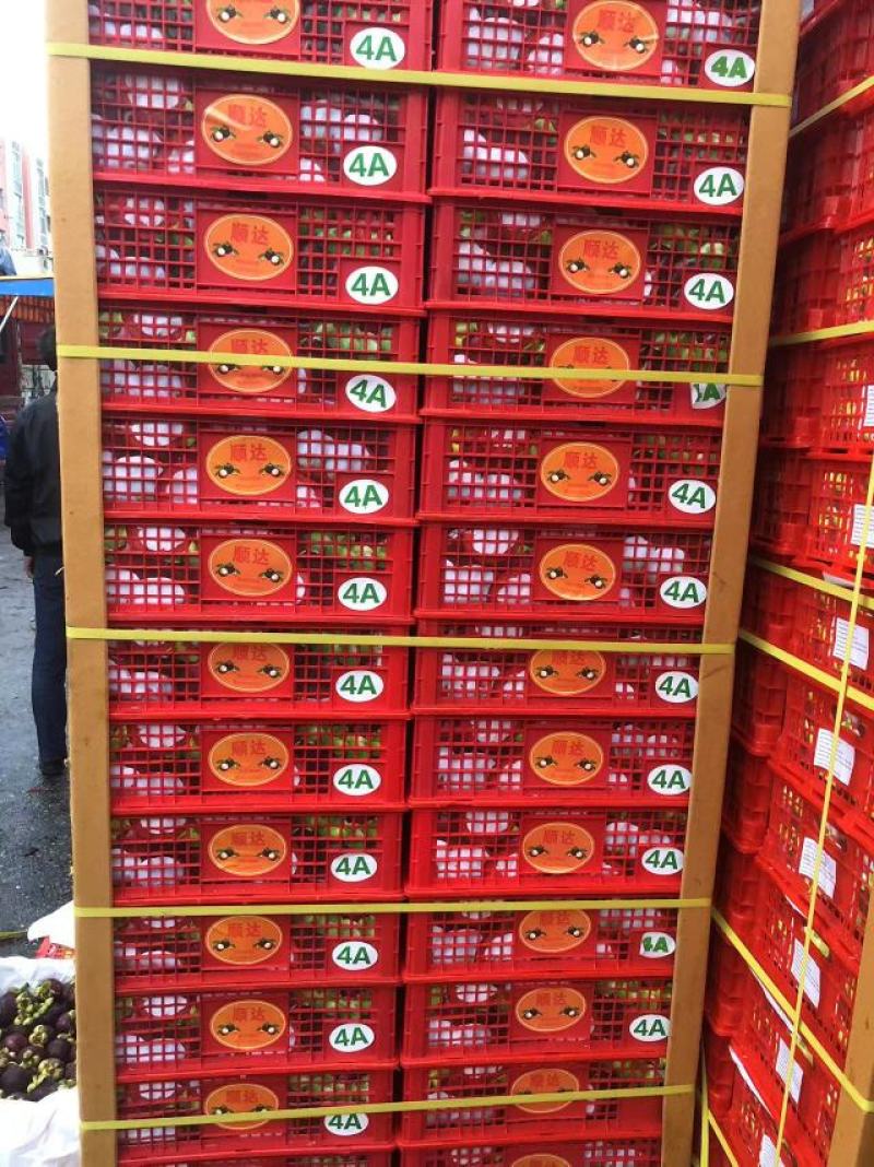 【优选】油竹。麻竹。精品半山竹一手货源欢迎选购