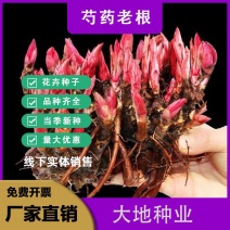 芍药种子，芍药花苗，芍药老根，四季开花耐寒芍药老根庭院绿