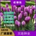 蛇鞭菊种子多年生宿根植物庭院绿化四季开花球根花卉种子