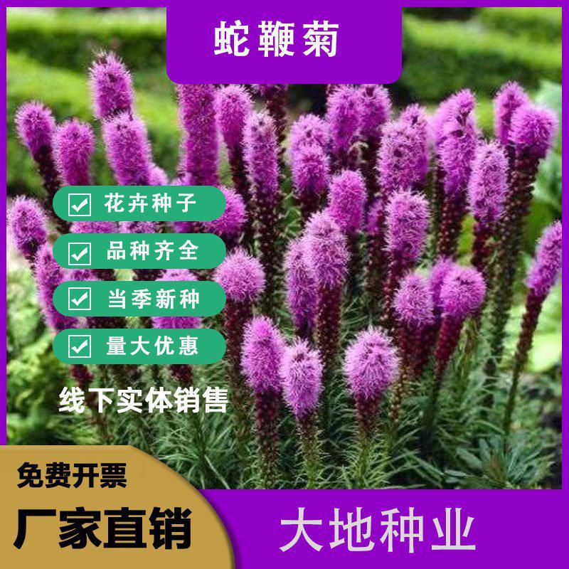 蛇鞭菊种子多年生宿根植物庭院绿化四季开花球根花卉种子