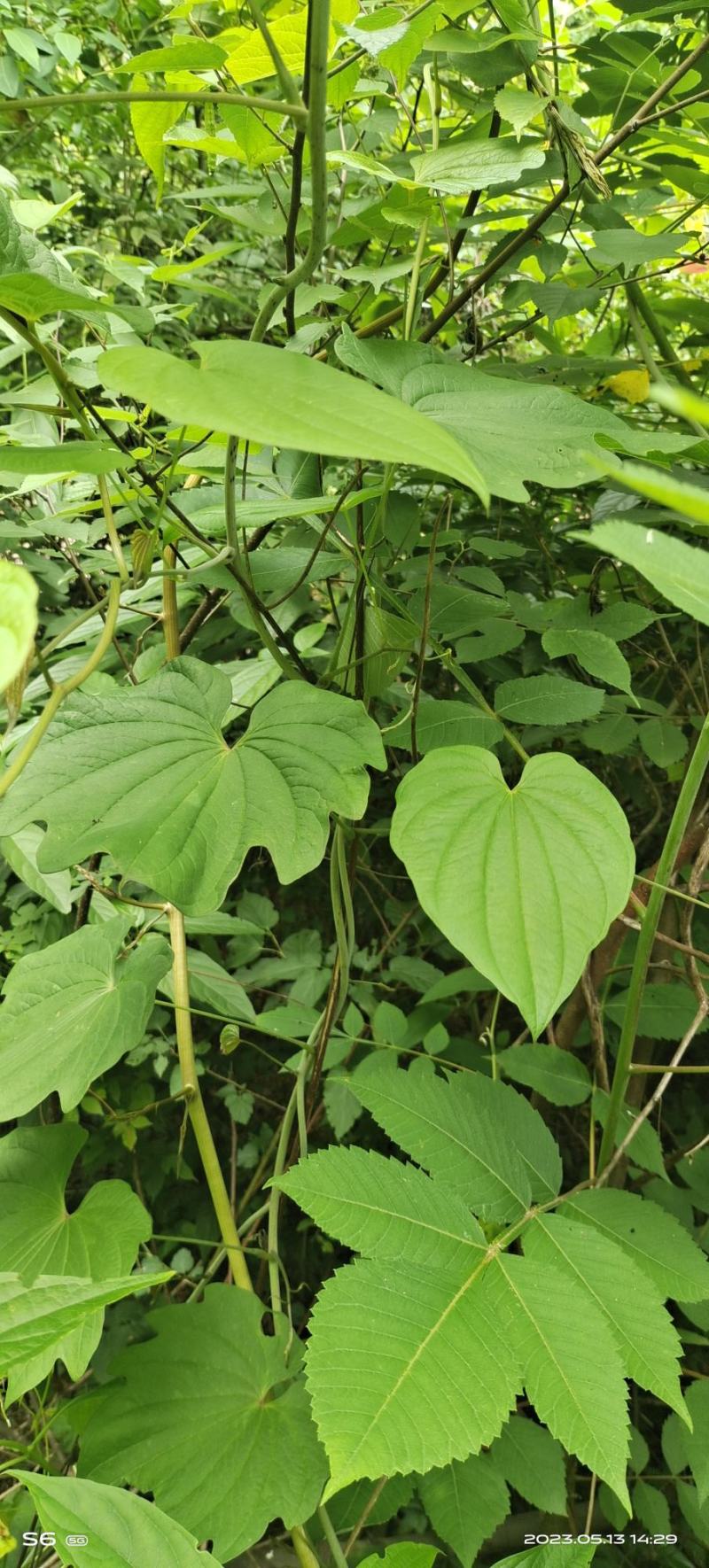 野生黄精，萆薢