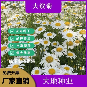 大滨菊种子，西洋滨菊种子，多年生宿根花籽易活花种子批发