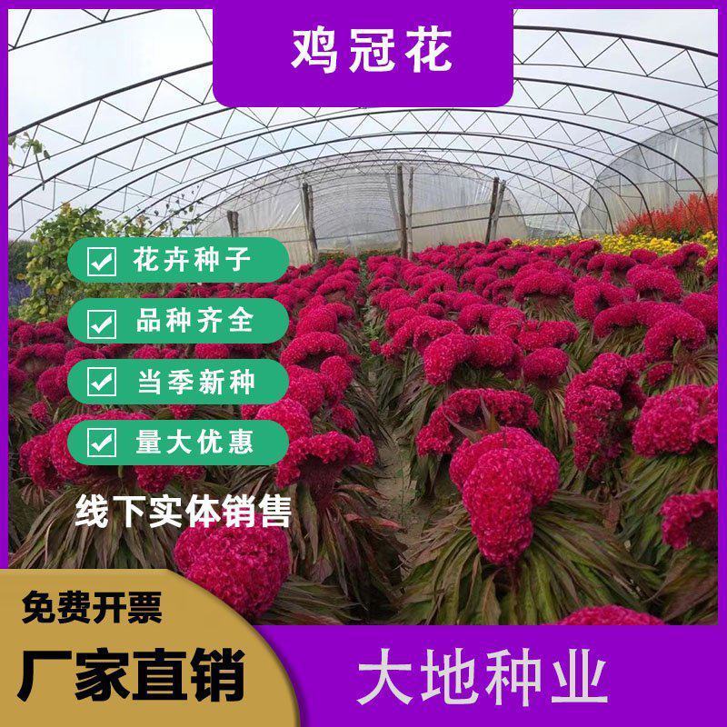 鸡冠花种子。四季种易活羽状鸡冠花绿化景观工程花卉种子批发