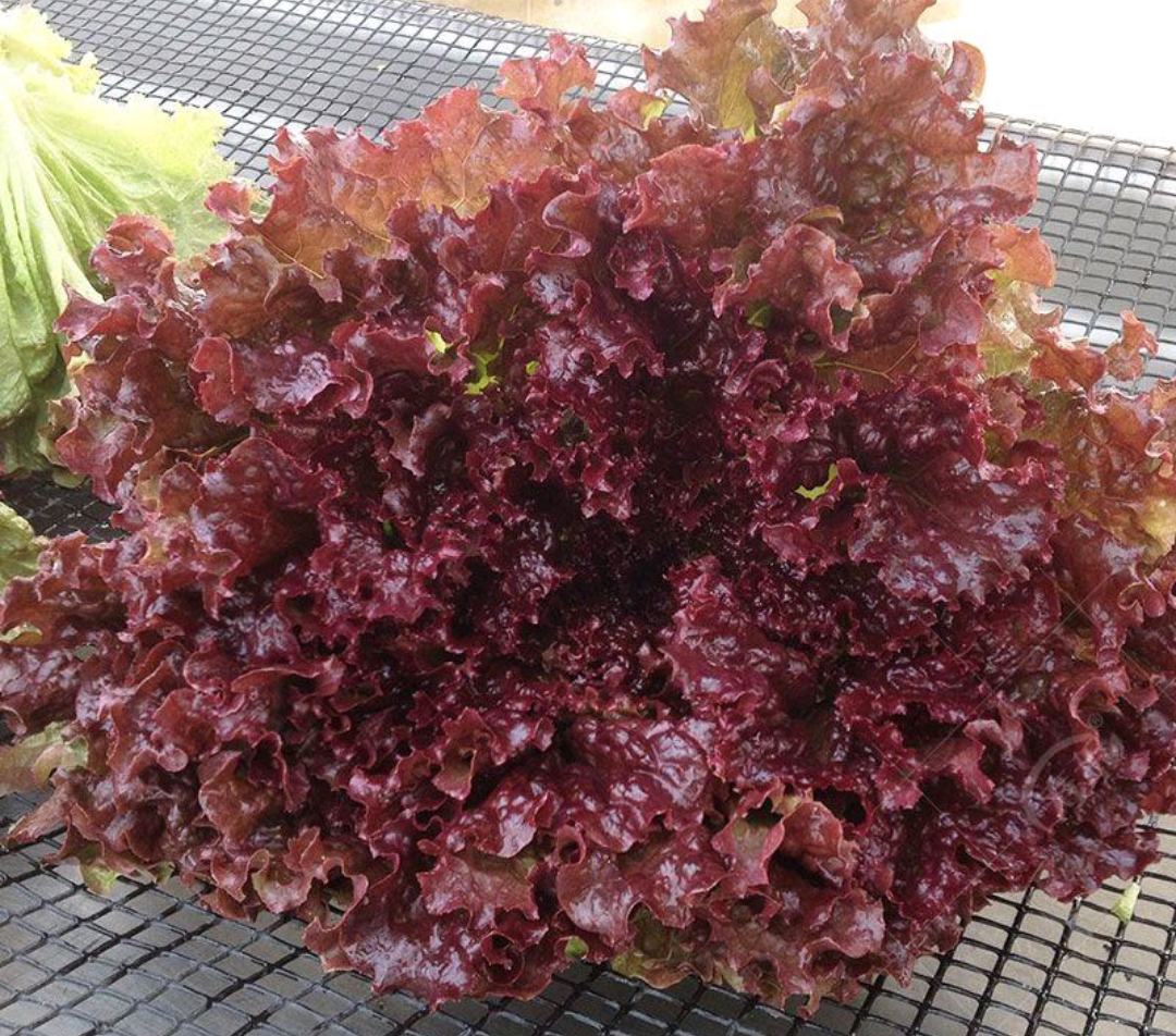 罗莎红生菜在阳光下的特写