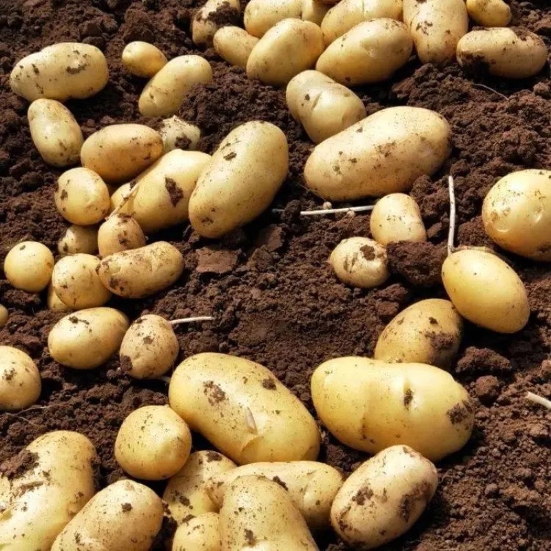 【推荐】商丘精品土豆荷兰十五土豆黄心土豆大量上市
