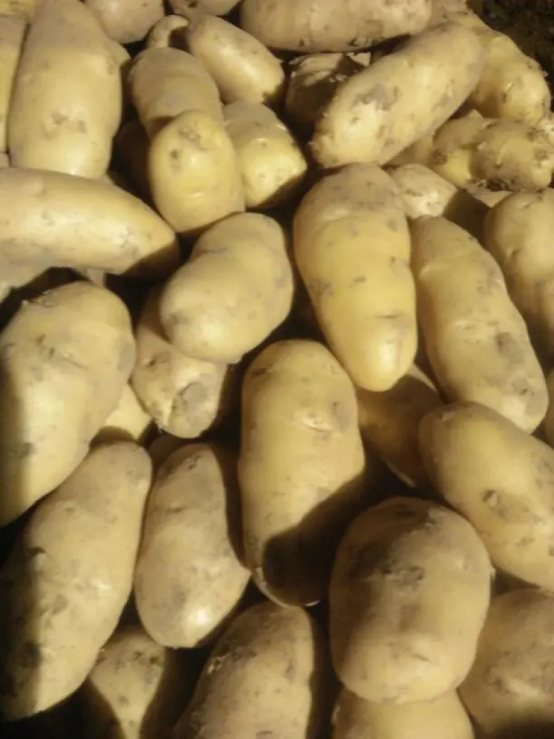 【推荐】商丘精品土豆荷兰十五土豆黄心土豆大量上市
