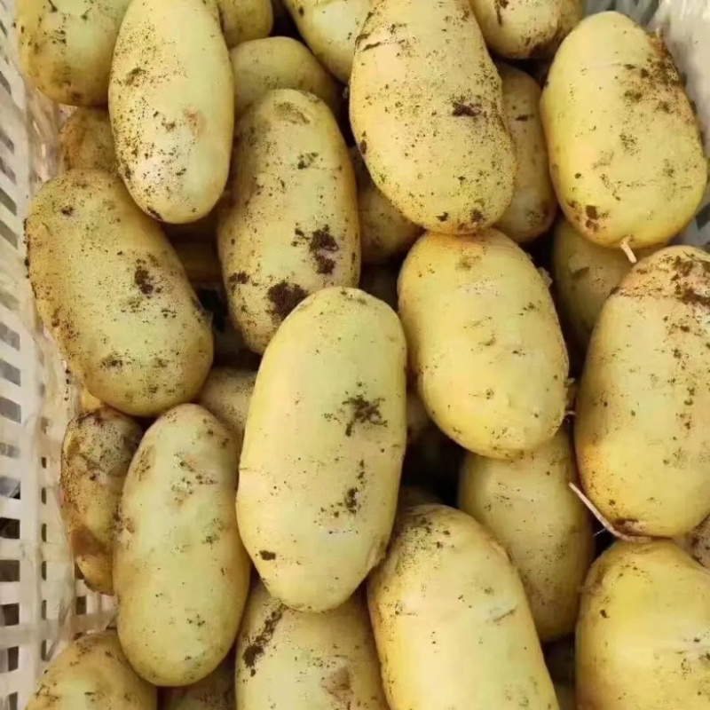 【推荐】商丘精品土豆荷兰十五土豆黄心土豆大量上市