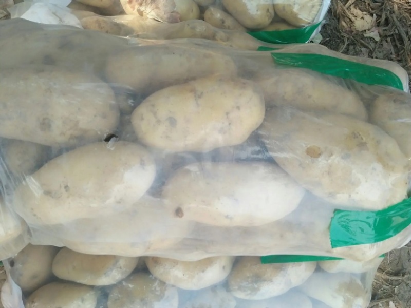 【推荐】商丘精品土豆荷兰十五土豆黄心土豆大量上市