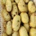 【推荐】商丘精品土豆荷兰十五土豆黄心土豆大量上市