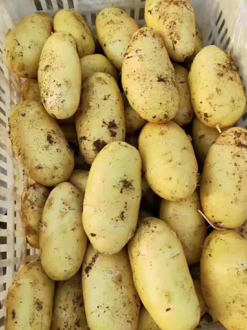 【推荐】商丘精品土豆荷兰十五土豆黄心土豆大量上市