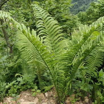 荚果蕨绿植绿化盆景黄瓜香广东菜蕨菜产地直供