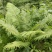 荚果蕨绿植绿化盆景黄瓜香广东菜蕨菜产地直供