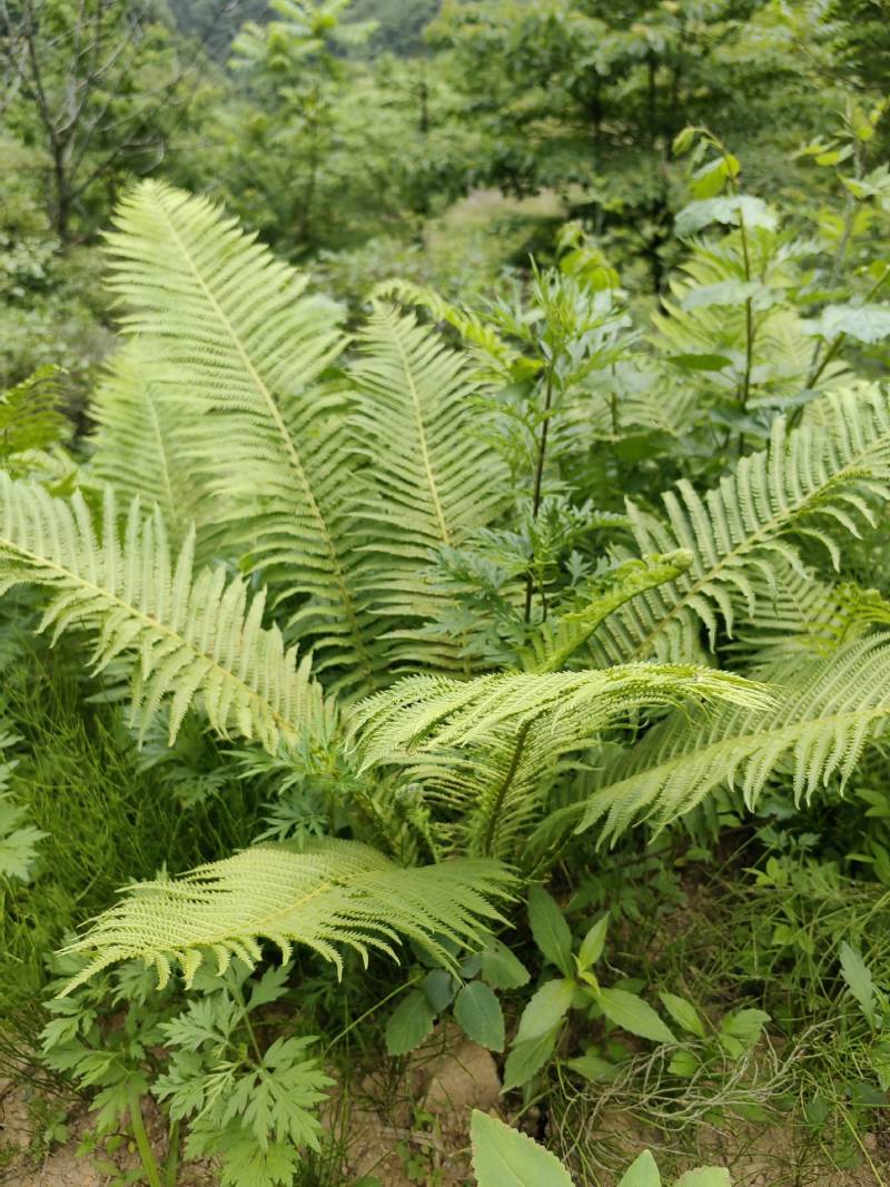 荚果蕨绿植绿化盆景黄瓜香广东菜蕨菜产地直供