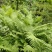 荚果蕨绿植绿化盆景黄瓜香广东菜蕨菜产地直供
