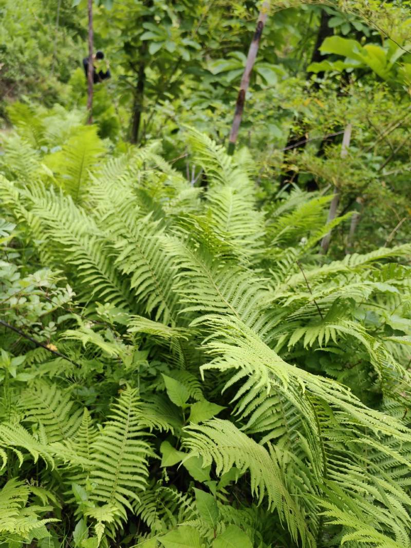 荚果蕨绿植绿化盆景黄瓜香广东菜蕨菜产地直供