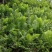 荚果蕨绿植绿化盆景黄瓜香广东菜蕨菜产地直供