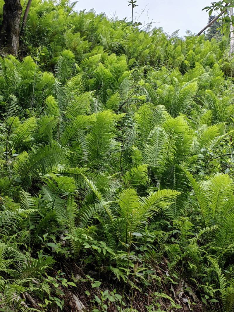 荚果蕨绿植绿化盆景黄瓜香广东菜蕨菜产地直供