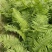 荚果蕨绿植绿化盆景黄瓜香广东菜蕨菜产地直供