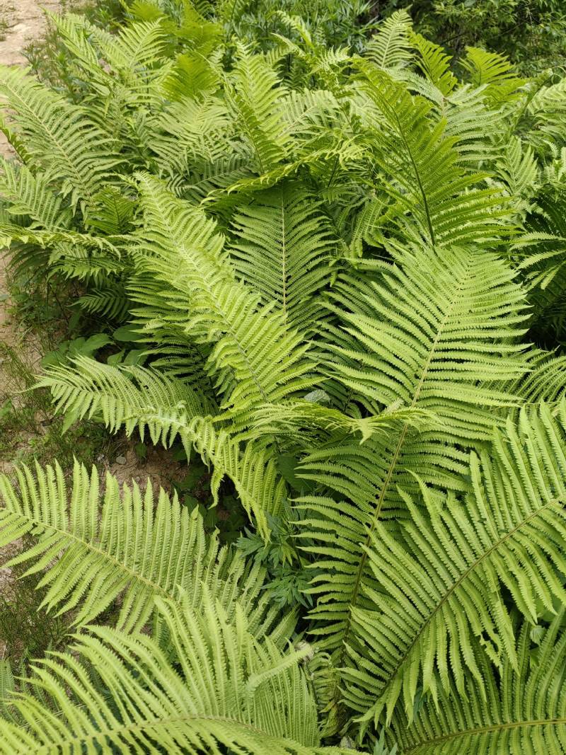 荚果蕨绿植绿化盆景黄瓜香广东菜蕨菜产地直供