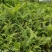 荚果蕨绿植绿化盆景黄瓜香广东菜蕨菜产地直供