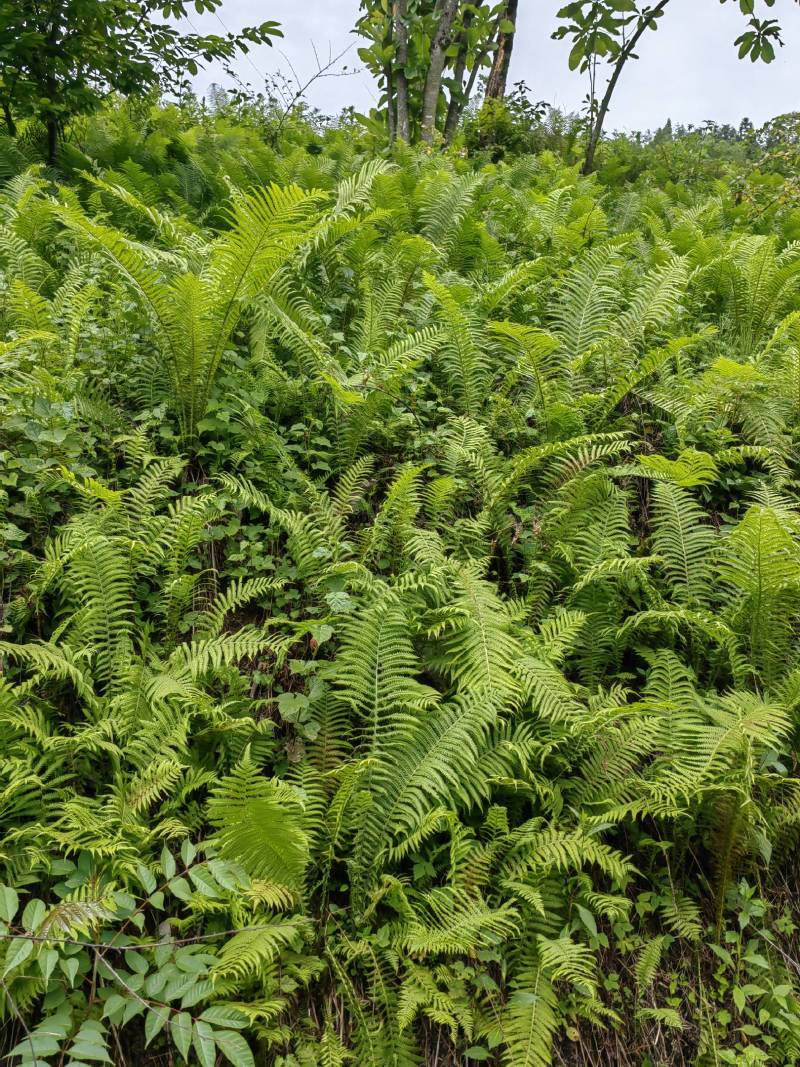 荚果蕨绿植绿化盆景黄瓜香广东菜蕨菜产地直供