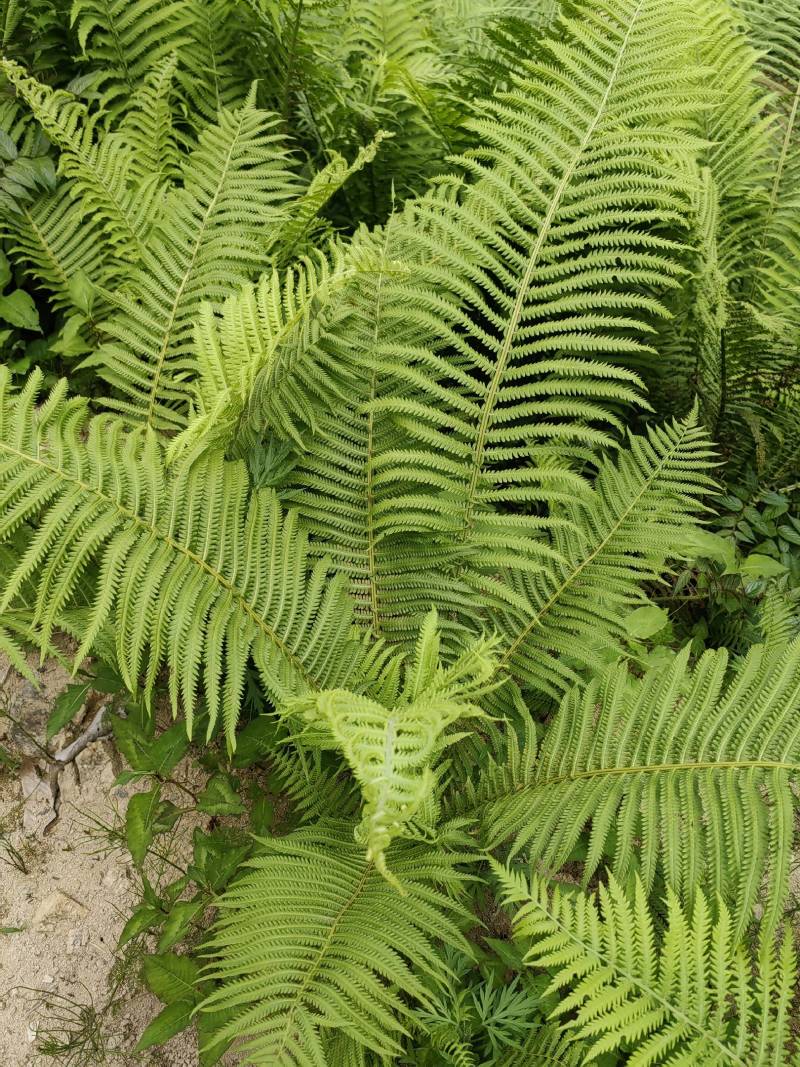 荚果蕨绿植绿化盆景黄瓜香广东菜蕨菜产地直供