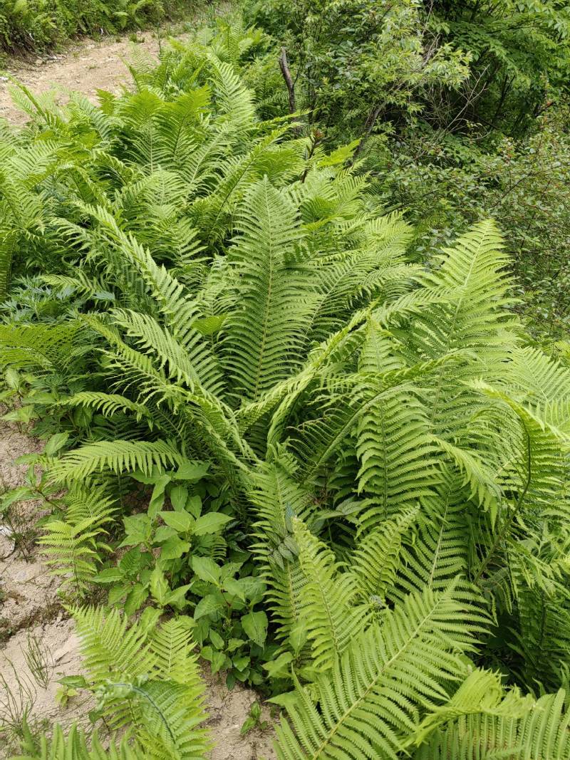 荚果蕨绿植绿化盆景黄瓜香广东菜蕨菜产地直供