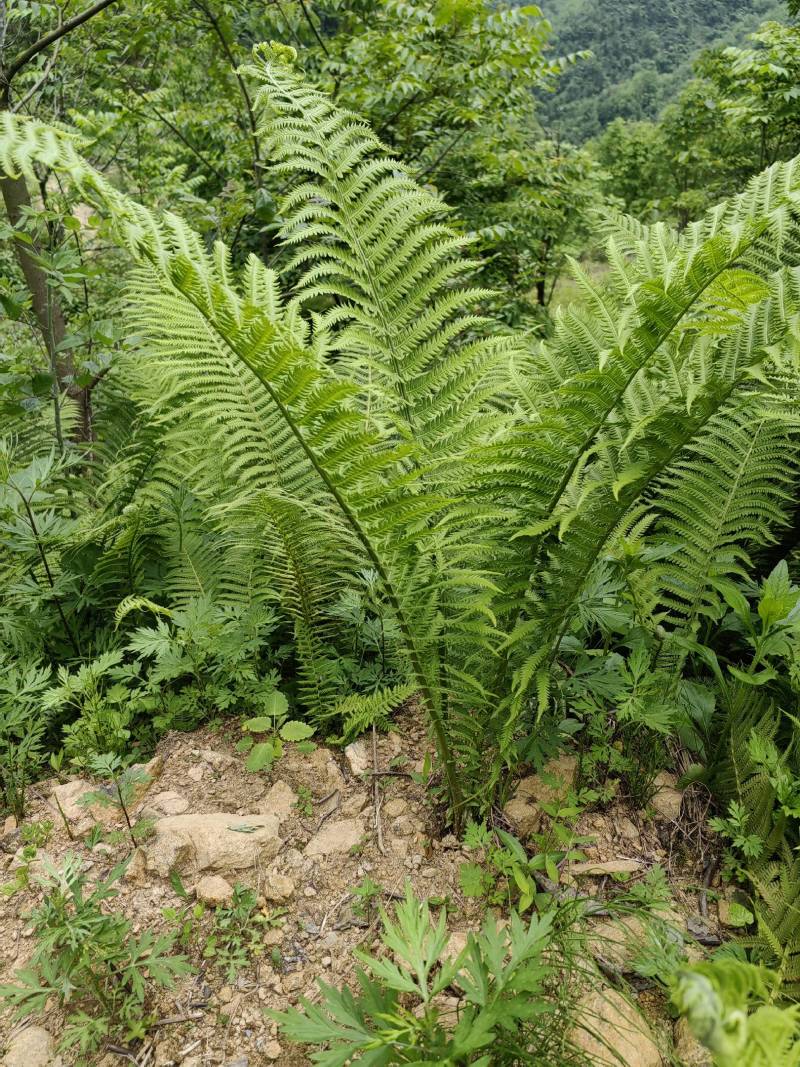 荚果蕨绿植绿化盆景黄瓜香广东菜蕨菜产地直供