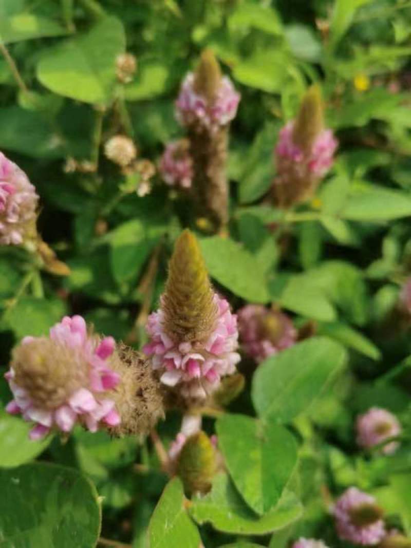 狸尾草2025年10月新货干货青靓有花，广东省快递包邮‘
