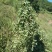 狸尾草2025年10月新货干货青靓有花，广东省快递包邮‘