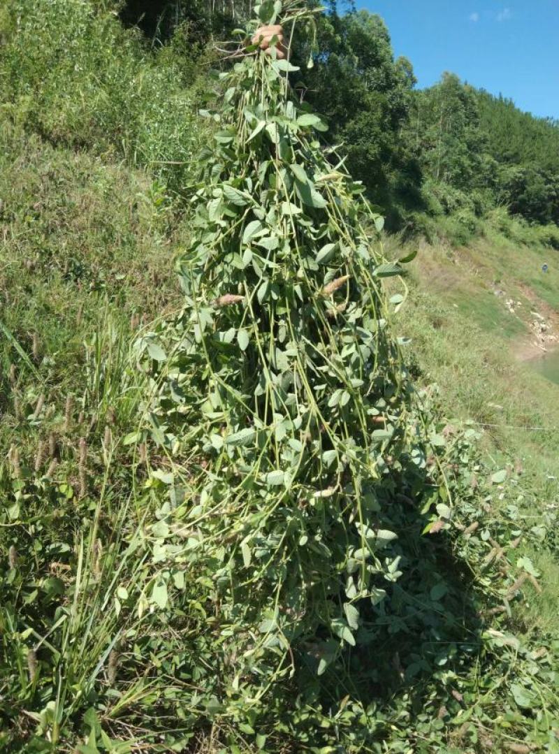 狸尾草2025年10月新货干货青靓有花，广东省快递包邮‘