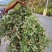 狸尾草2025年10月新货干货青靓有花，广东省快递包邮‘