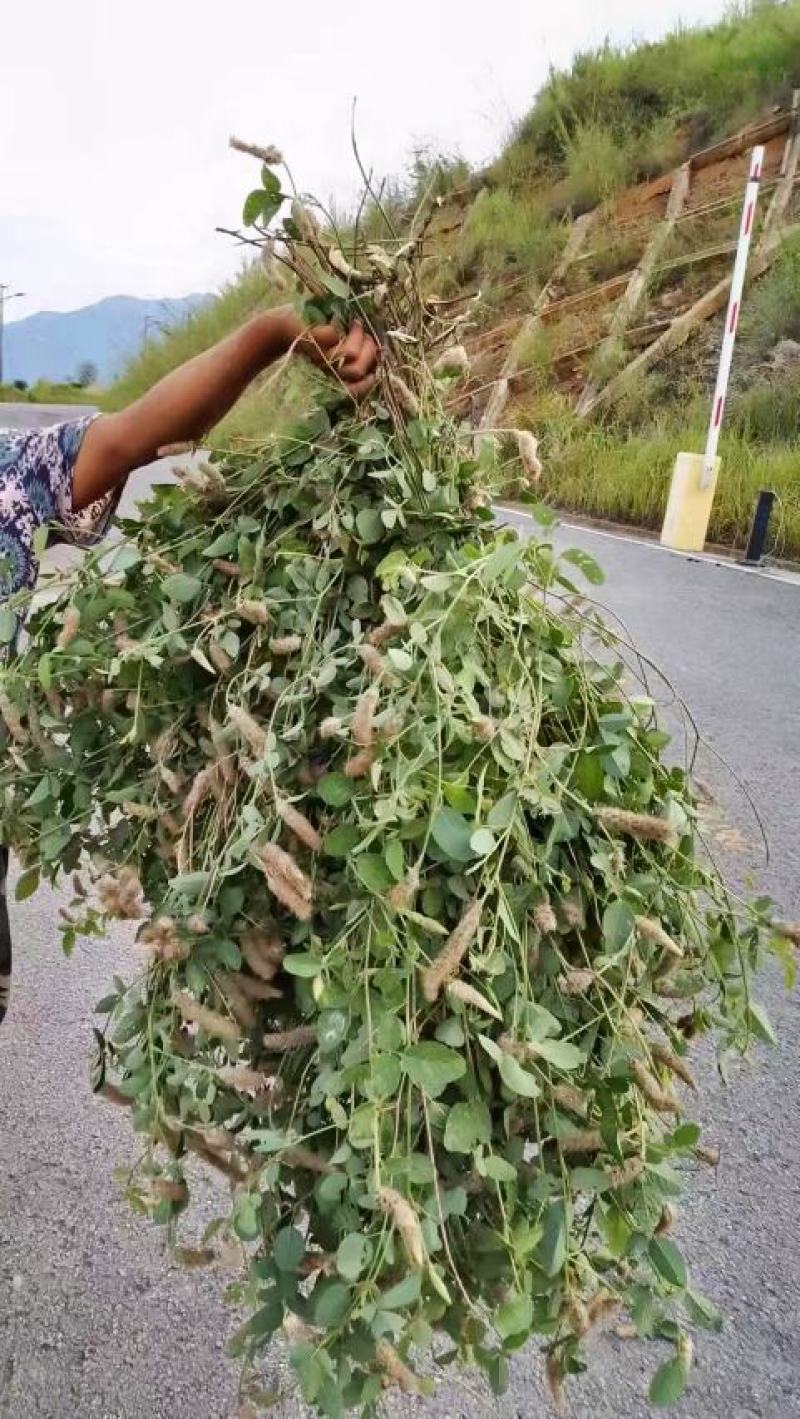 狸尾草2025年10月新货干货青靓有花，广东省快递包邮‘
