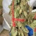 狸尾草2025年10月新货干货青靓有花，广东省快递包邮‘