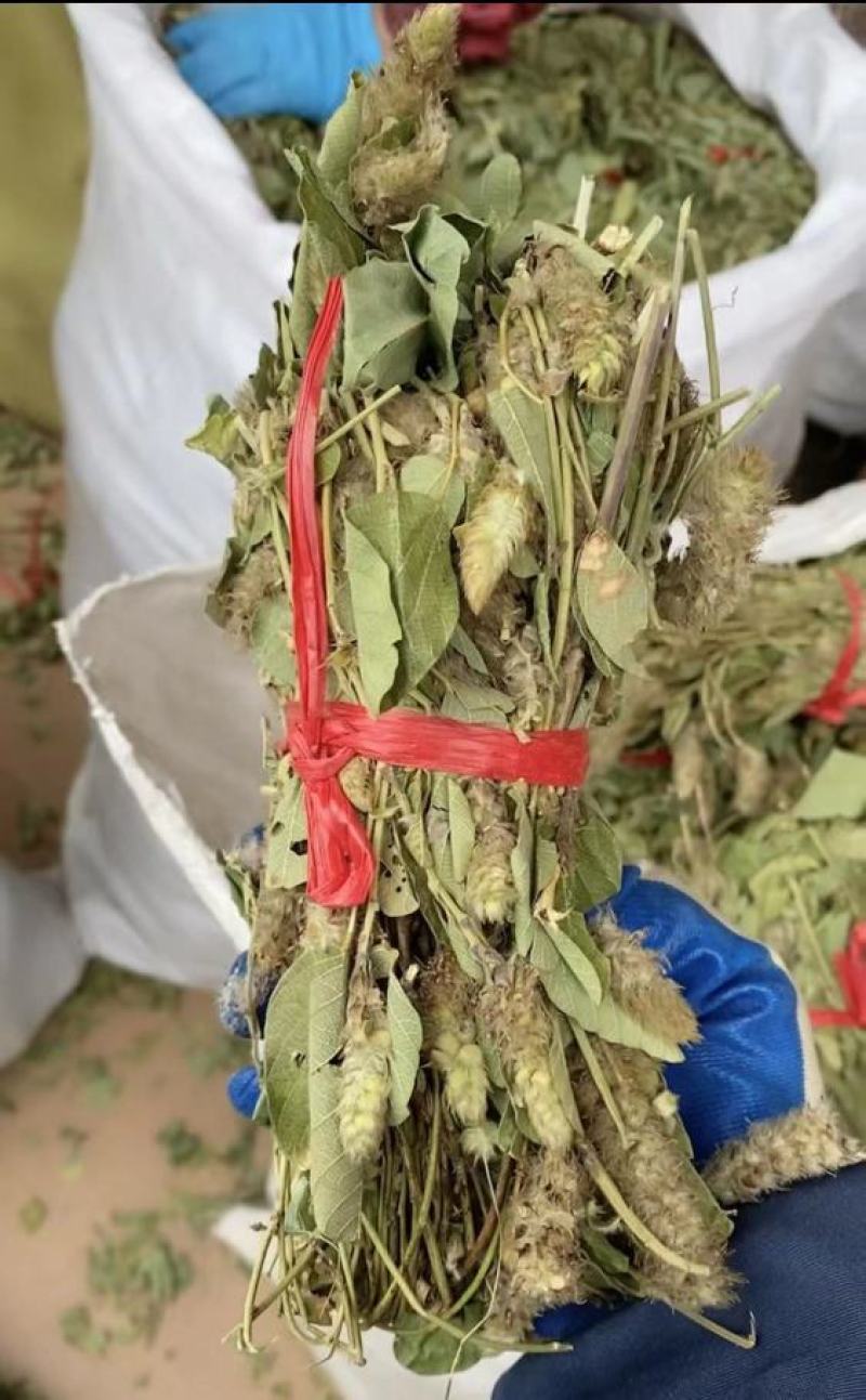 狸尾草2025年10月新货干货青靓有花，广东省快递包邮‘