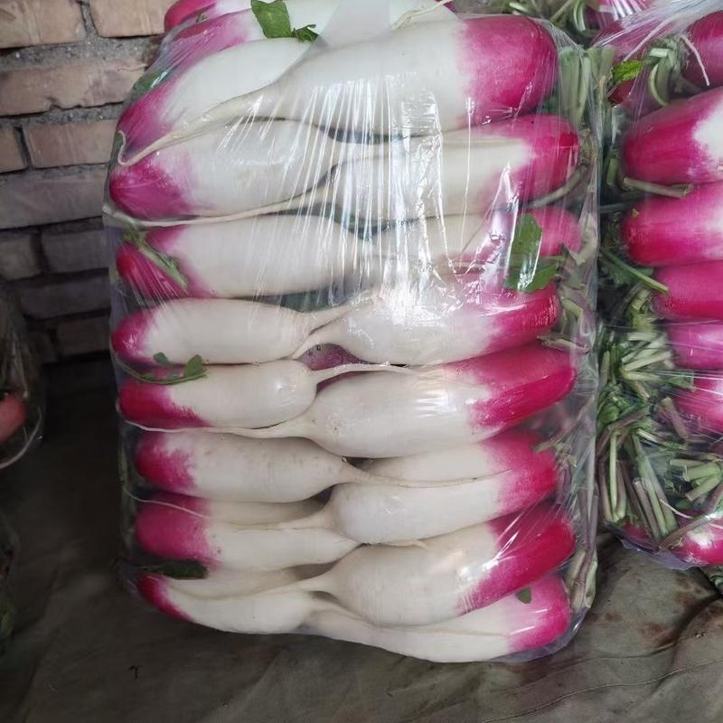 【伟东菜业】花叶萝卜大量上市，全国发货现货欢迎咨询