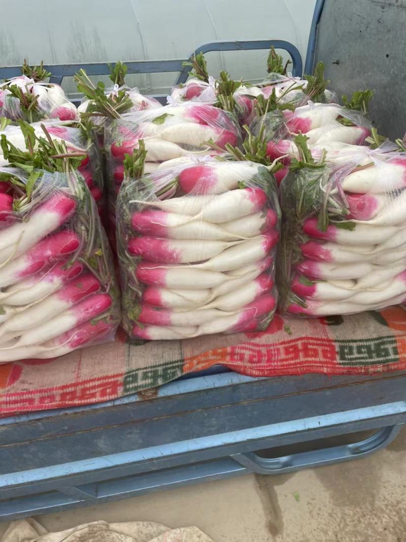 【伟东菜业】花叶萝卜大量上市，全国发货现货欢迎咨询