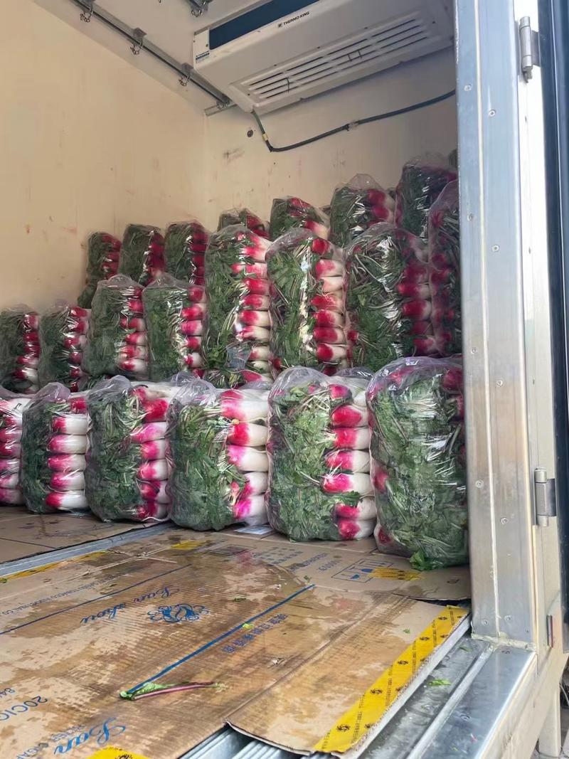 【伟东菜业】花叶萝卜大量上市，全国发货现货欢迎咨询