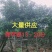 假苹婆13～20公分
