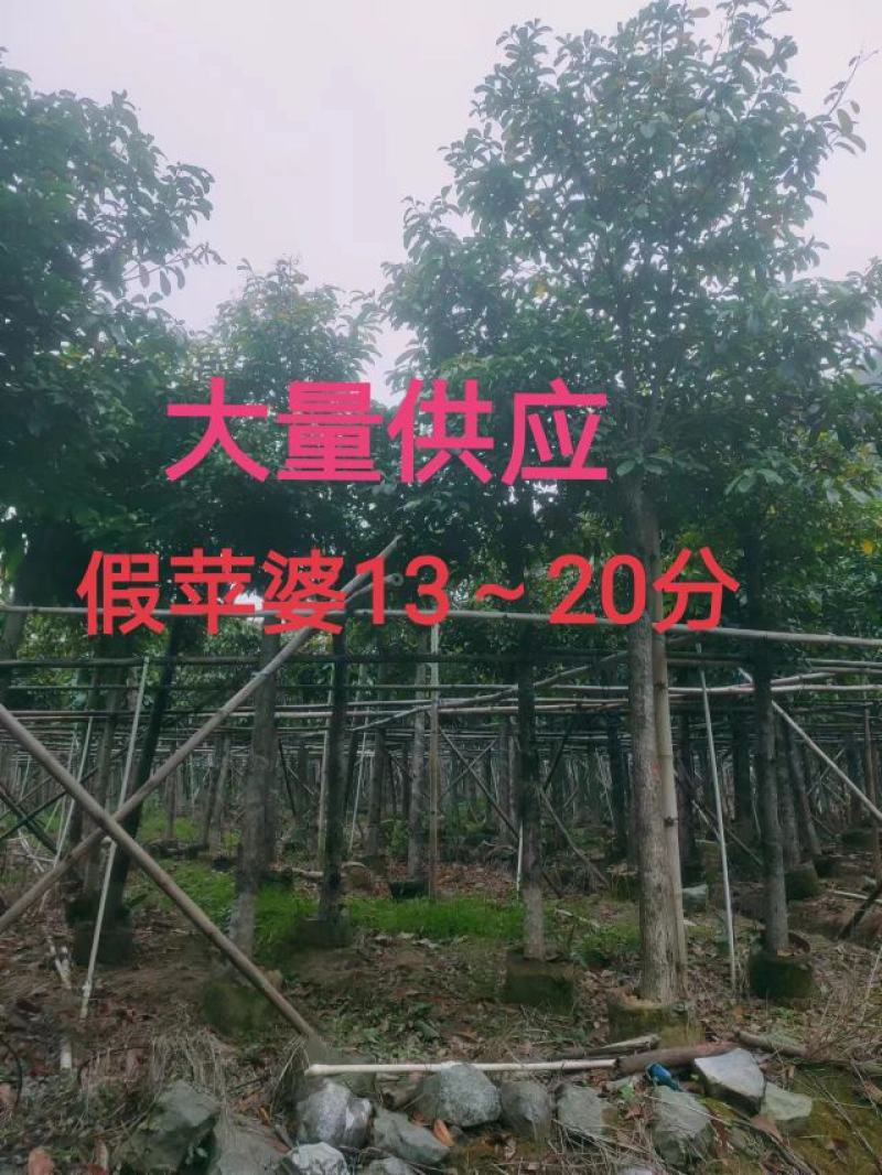 假苹婆13～20公分